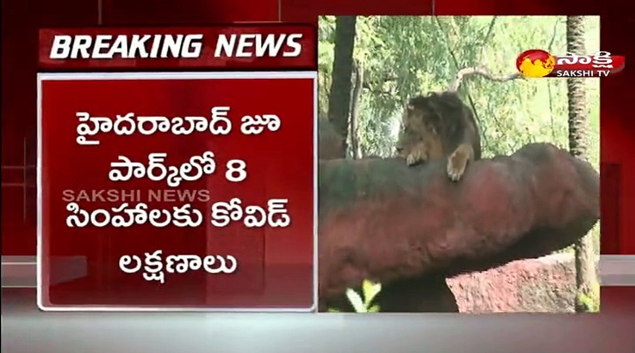 హైదరాబాద్ జూ పార్కులో  8  సింహాలకు కొవిడ్‌  లక్షణాలు