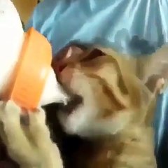 Çılgın hayvanları hiç bu şekilde görmediniz...