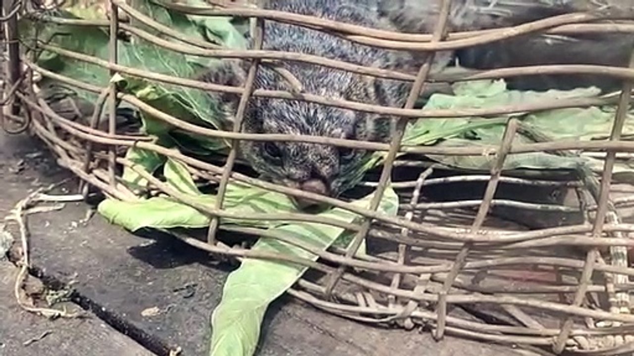 Flying squirrel in Surguja