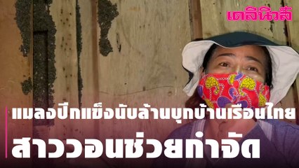 แมลงปีกแข็งนับล้านบุกบ้านเรือนไทย สาววอนช่วยกำจัด | Dailynews