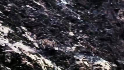 Kar leoparının inanılmaz dağ keçisi avı