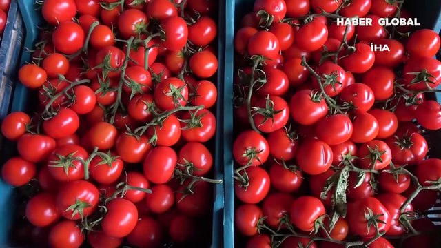 Tonlarca sebze meyve hal esnafının elinde kaldı: 4 liraya mal ettiğim domates için 2 liraya müşteri arıyorum