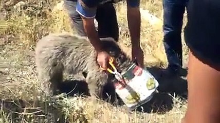 Ayının kafası tenekeye sıkışırsa