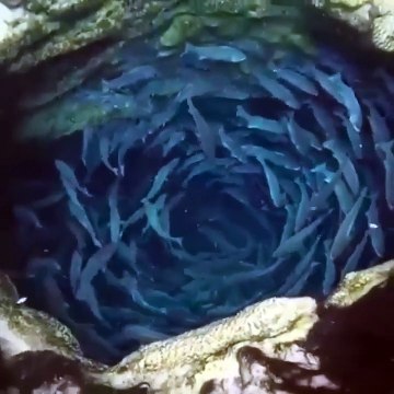 Un spectacle déconcertant dans les fonds marins