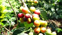 Reviving The Coffee Sector: Coffee Farmers In Tetu Sub-County Will Be Paid 121 Shillings Per Kilo