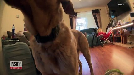 Download Video: Army Veteran Is Reunited With His Dog After 4 Years Apart