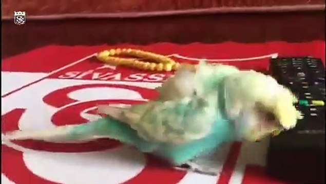 Sivasspor Yeni bir amigo doğuyor notuyla muhabbet kuşu 'Bulut'u paylaştı: 'Sivaslıyız gardaş', 'sabaha kadar buradayız'