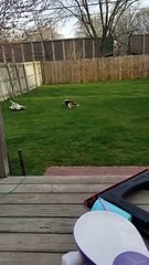 Doggy Uses Zoomies to Convince His Brother to Play