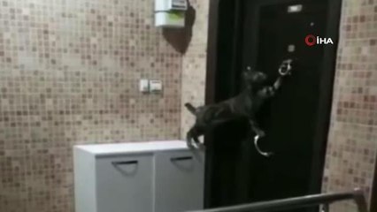 Dairenin kapısını defalarca çaldı, inatçı kedi izleyenleri güldürdü