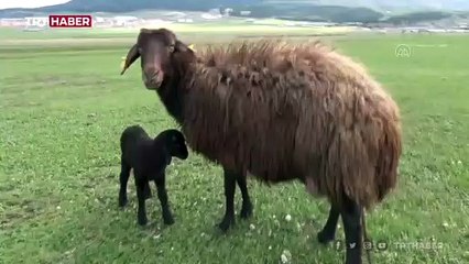 Merada doğan kuzuyu bisikletle evine götürdü