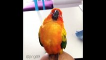 Funny Parrots Videos Compilation Cute Moment Of The Animals - Cutest Parrots #3
