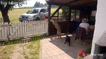 Funny Dog And Cat Wait For Mailman - Dogs, Cats And Human Are Best Friends Compilation