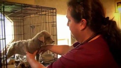 The Shocking Truth About Puppy Mills (Documentary in HD!!!)