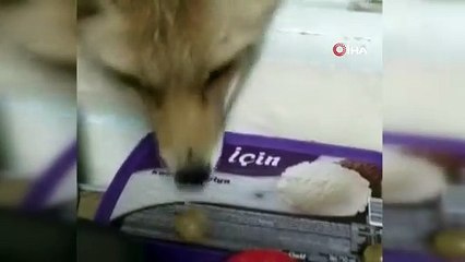 Her akşam evine gelen tilkiyi elleri ile besliyor