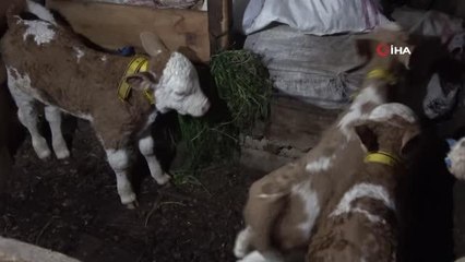 2 yaşındaki inek 'üçüz' doğurdu