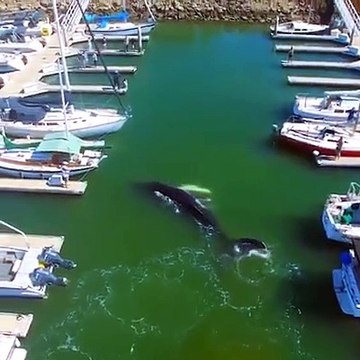 Davetsiz misafir dedikleri bu olsa gerek