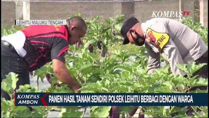 Panen Sayur, Polsek Leihitu Berbagi Dengan Warga