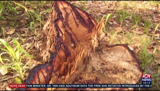 The Joy Forum: Stakeholders to dialogue on ending Ghana’s illegal Rosewood trade - News Desk on JoyNews (4-5-21)