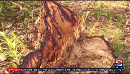 The Joy Forum: Stakeholders to dialogue on ending Ghana’s illegal Rosewood trade  - News Desk on JoyNews (4-5-21)