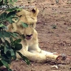 İşte bilimin ve aklın izahta zorlanacağı görüntüler!