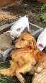 Friendly Doggy Meets His New Pig Friends