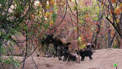 Dinastías - Perros salvajes (2019) HD