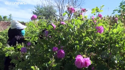 فيديو: "جانيات الورود" يبذلن جهداً مضنياً لإنتاج مستحضرات ثمينة بالمغرب