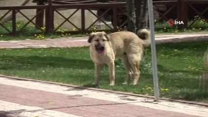 - Bu Belediye can dostlarını unutmuyor