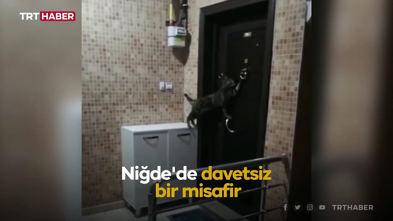 Sevimli kedi eve girmek için kapıyı çaldı