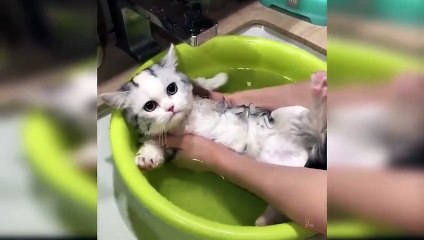 Baby Cats   Cute and Funny Cat Videos Compilation 1 FANTASTIC ANIMALS