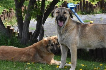 SİVAS'TA, KISITLAMADA SOKAK HAYVANLARINA MAMA BIRAKILDI