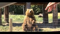 Bear Waving and Catching