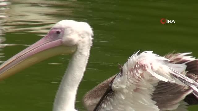 Avcıların engelli bıraktığı pelikanlar ikinci baharını yaşıyor