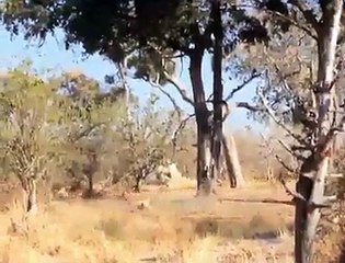 Ağacın tepesinde soteye yatan jaguar