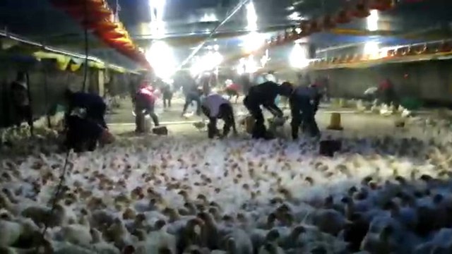 Sector agropecuario del Valle, gran afectado por bloqueos de vías