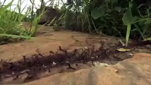 Karıncalar dev pitonu canlı canlı bakın nasıl yedi!