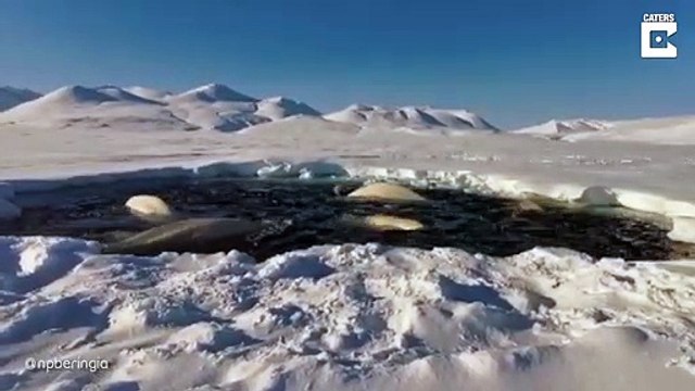 Un banc de baleines piégé dans un trou de glace sur la banquise