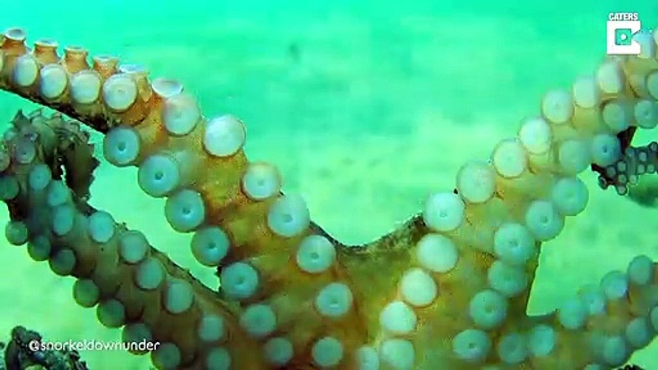 Ce plongeur se retrouve avec un poulpe sur sa caméra