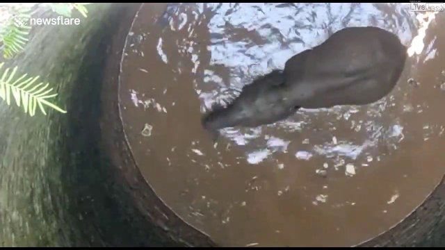 Ces habitants de Thaïlande sauvent un éléphant tombé dans un puits