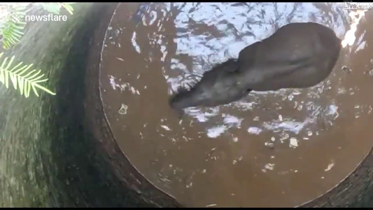 Ces habitants de Thaïlande sauvent un éléphant tombé dans un puits