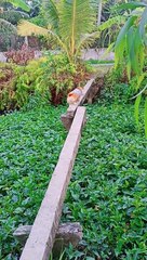 Narrow Bridge Can't Stop Corgi