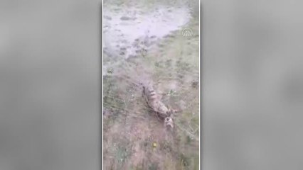 Kale ağına takılan kediyi itfaiye kurtardı