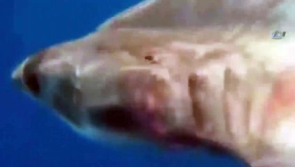 Yakaladığı 5 metrelik köpek balığını serbest bıraktı