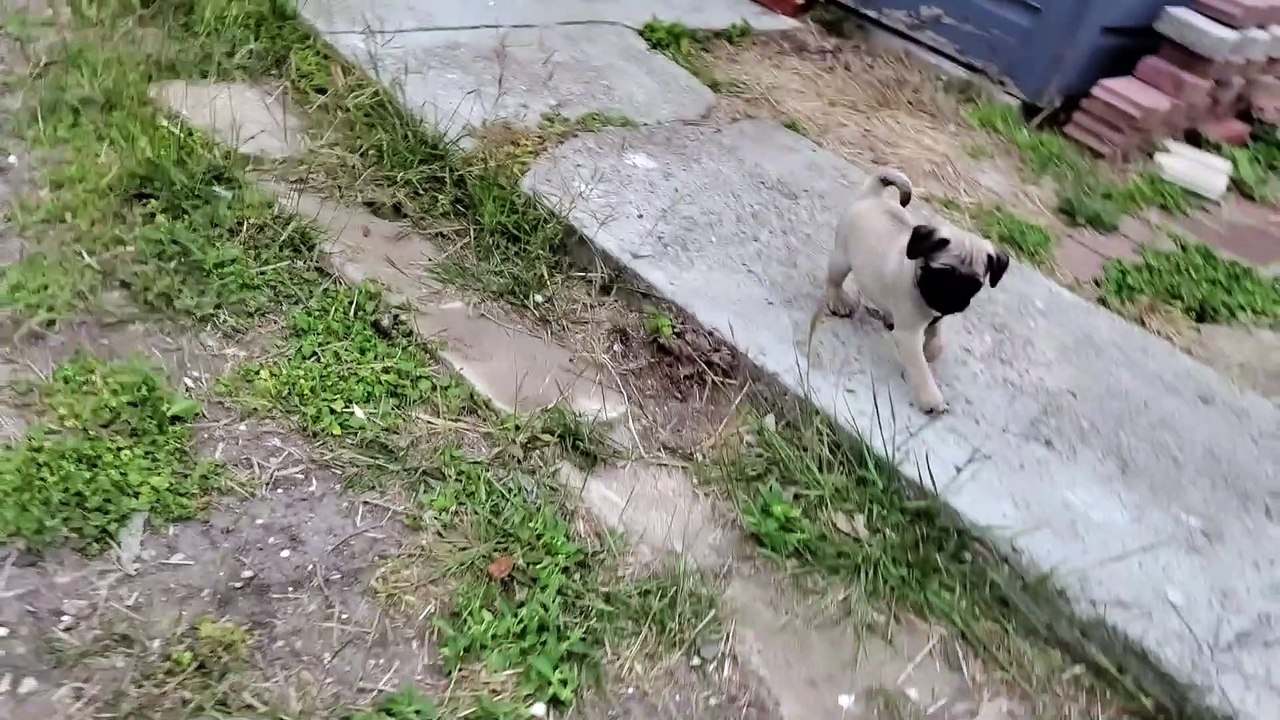 Energetic Pug Pup Misses a Step