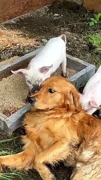 Bernie Meets His New Pig Friends