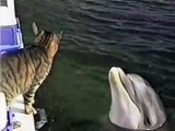 Un chat et un dauphin font des calins