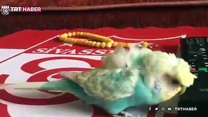 Fanatik muhabbet kuşu 'Bulut' tezahüratlarıyla ilgi çekiyor