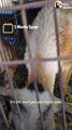 Sheep Knows His Dog Best Friend's Name