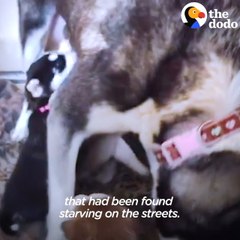 Wobbly Husky Teaches Himself To Climb Stairs