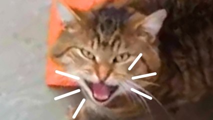 Stray Cat Keeps Sneaking In For Food